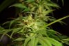 2 Weeks 2 Harvest "Let it Snow!"-40.jpg