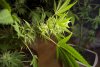 2 Weeks 2 Harvest "Let it Snow!"-43.jpg
