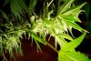 2 Weeks 2 Harvest "Let it Snow!"-45.jpg