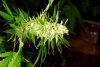 2 Weeks 2 Harvest "Let it Snow!"-47.jpg