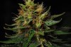 2 Weeks 2 Harvest "Let it Snow!"-5.jpg