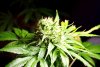 2 Weeks 2 Harvest "Let it Snow!"-50.jpg