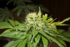 2 Weeks 2 Harvest "Let it Snow!"-51.jpg