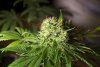 2 Weeks 2 Harvest "Let it Snow!"-52.jpg