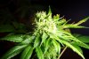 2 Weeks 2 Harvest "Let it Snow!"-53.jpg