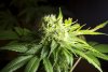 2 Weeks 2 Harvest "Let it Snow!"-54.jpg