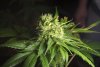 2 Weeks 2 Harvest "Let it Snow!"-55.jpg