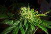 2 Weeks 2 Harvest "Let it Snow!"-56.jpg