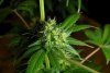 2 Weeks 2 Harvest "Let it Snow!"-57.jpg