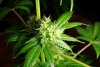 2 Weeks 2 Harvest "Let it Snow!"-58.jpg
