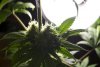 2 Weeks 2 Harvest "Let it Snow!"-59.jpg