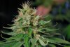 2 Weeks 2 Harvest "Let it Snow!"-6.jpg