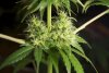 2 Weeks 2 Harvest "Let it Snow!"-60.jpg