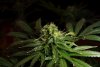 2 Weeks 2 Harvest "Let it Snow!"-62.jpg