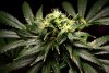 2 Weeks 2 Harvest "Let it Snow!"-63.jpg