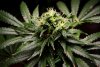 2 Weeks 2 Harvest "Let it Snow!"-64.jpg