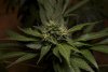 2 Weeks 2 Harvest "Let it Snow!"-65.jpg