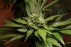 2 Weeks 2 Harvest "Let it Snow!"-66.jpg