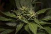 2 Weeks 2 Harvest "Let it Snow!"-67.jpg
