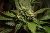 2 Weeks 2 Harvest "Let it Snow!"-68.jpg