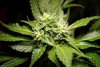 2 Weeks 2 Harvest "Let it Snow!"-69.jpg