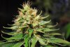 2 Weeks 2 Harvest "Let it Snow!"-7.jpg