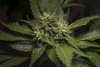 2 Weeks 2 Harvest "Let it Snow!"-70.jpg