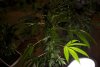 2 Weeks 2 Harvest "Let it Snow!"-71.jpg