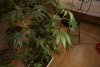 2 Weeks 2 Harvest "Let it Snow!"-73.jpg