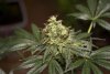 2 Weeks 2 Harvest "Let it Snow!"-75.jpg