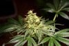 2 Weeks 2 Harvest "Let it Snow!"-76.jpg