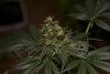 2 Weeks 2 Harvest "Let it Snow!"-77.jpg