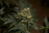 2 Weeks 2 Harvest "Let it Snow!"-78.jpg
