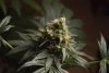 2 Weeks 2 Harvest "Let it Snow!"-79.jpg