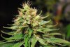 2 Weeks 2 Harvest "Let it Snow!"-8.jpg