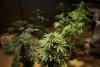 2 Weeks 2 Harvest "Let it Snow!"-88.jpg