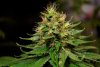 2 Weeks 2 Harvest "Let it Snow!"-9.jpg