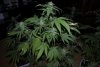 2 Weeks 2 Harvest "Let it Snow!"-91.jpg