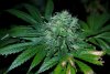 2 Weeks 2 Harvest "Let it Snow!"-93.jpg