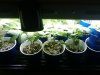 2011-03-26 17.34.05.jpg