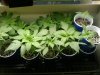 2011-03-26 17.34.27.jpg