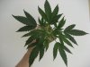 Purple Kush V2-Veg-2010.1.jpg