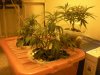 plants in box.jpg