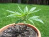 VEG 060208 03.JPG