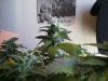 2011-03-27 13.52.10.jpg