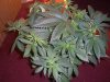 green poison LST.jpg