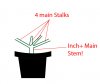 bushy plant.jpg