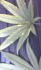 IMAG0099.jpg