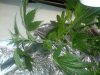 2011-03-28 12.41.42.jpg
