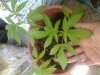 2011-03-28 12.11.26.jpg
